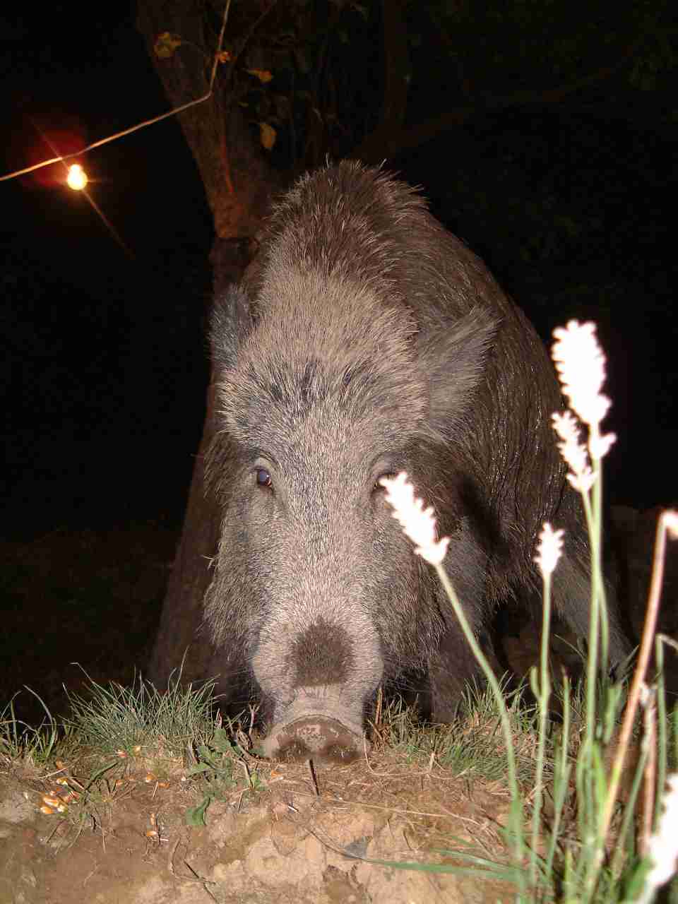  Image name: DSCF0047.JPG 
 width: 960 pixel 
 height: 1280 pixel 
 Size: 72569 bytes 
 Click to enlarge 